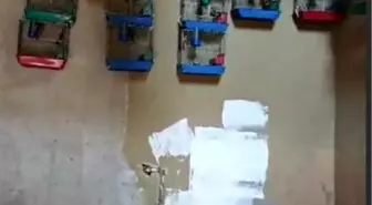 Adana'da Saka Kuşu Bulunan Kişiye 151 Bin Lira Ceza