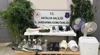 Manavgat'ta Uyuşturucu Operasyonu: Kenevir Yetiştiren Şüpheli Yakalandı