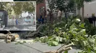 İstanbul'da fırtına alarmı! Ağaçlar devrildi, Gülhane Parkı kapatıldı