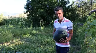 Yerli Üretim Karain Karpuzları Tarladan Sofralara Ulaşıyor