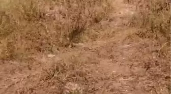 Erzurum'un Narman İlçesinde Trafik Kazası: 1 Yaralı
