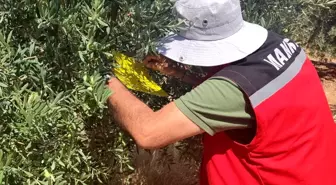 Salihli'de Zeytin Sineği Uyarısı: Üreticiler İlaçlama Yapmalı
