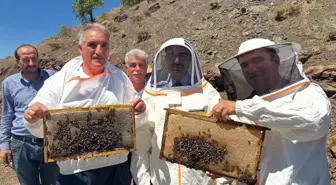 Adıyaman'da Organik Bal Hasadı Başladı