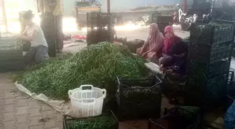 Kuraklık Çiftçileri Börülce Üretimine Yönlendirdi