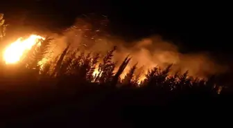 İzmir Urla'da Orman Yangını Kontrol Altına Alındı
