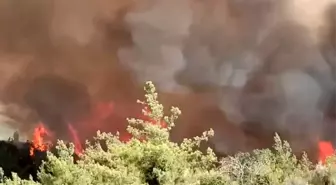 Adana İmamoğlu'nda Orman Yangını