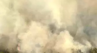 Adana'da Orman Yangını: Havadan ve Karadan Yoğun Mücadele