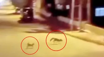 Kedi tarafından saldırıya uğrayan tilki çareyi kaçmakla buldu