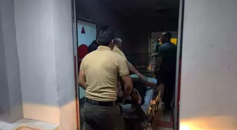 Ağaçtan Düşen Şahıs Yaralandı