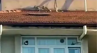 Bolu'da Çatıya Çıkan Tilki Kurtarıldı