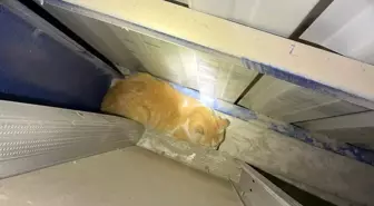 Hatay'da Mahsur Kalan Yavru Kedi İtfaiye Ekipleri Tarafından Kurtarıldı