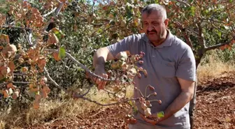 Siirt'te Aşırı Sıcaklar Fıstık Üretimini Olumsuz Etkiledi