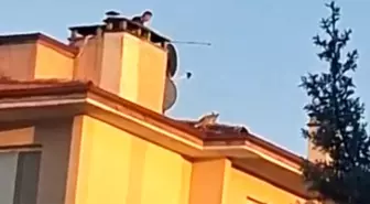 Bolu'da Çatıya Çıkan Tilki, İtfaiye Ekipleri Tarafından Kurtarıldı