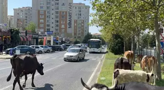 İnekler Şehir Merkezine Kaçtı, Trafiği Tehlikeye Sokan Anlar