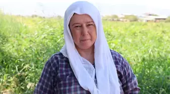 Çöl sıcağında ekmek mücadelesi: Öğlen 12'ye kadar çalışıp 1500 TL alıyorlar