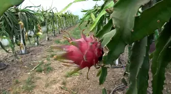 Samsun'da Kadın Girişimcinin Ejder Meyvesi Hasadı Başladı