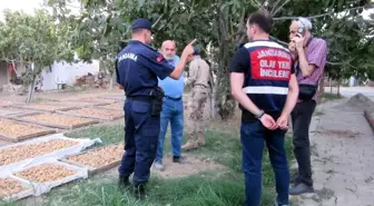 Germencik'te İncir Hırsızlıklarına Karşı Denetim