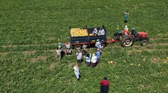 Bafra Ovası'nda Kadın Tarım İşçilerinin Emeği