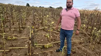 Edirne'de Çiftçiler Yaban Domuzlarıyla Mücadele Ediyor