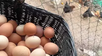 Yumurta Fiyatlarında Artış Bekleniyor