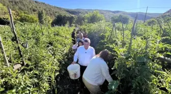 Gazidere Domatesinde Hasat Heyecanı Başladı