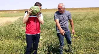 Tekirdağ'da Karpuz Yetiştiriciliği İncelemesi