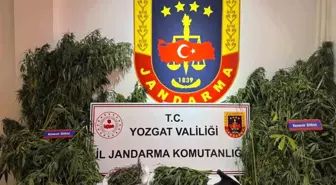 Yozgat'ta Uyuşturucu Operasyonunda Kenevir ve Tabanca Ele Geçirildi