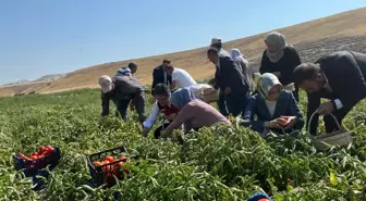 Bakan Yumaklı'dan Domates Hasadı ve Zirai İlaç Kullanımı Bilançosu