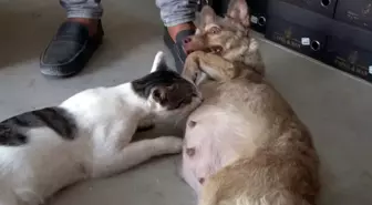 Depremzede Köpek, Çöpten Bulunan Yavru Kediyi Sahipleniyor