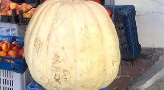 Manisa'da 85 Kilogram Ağırlığında Devasa Bal Kabağı İlgi Odağı Oldu