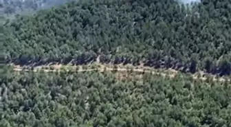 Aydın'da Orman Yangını Hızla Söndürüldü
