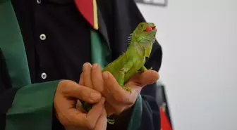 Hukuk Bürosunun Maskotu: İgor İsimli Iguana