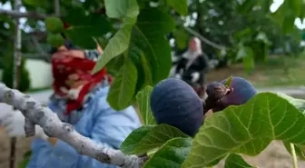 Bursa Siyahı İncirinde Hasat ve İhracat Başladı