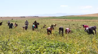 Niğde Fasulyesinde Rekolte Beklentisi 52 Bin Ton