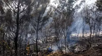 Avrupa'da Orman Yangınları Rekor Kırdı: 895.000 Hektar Alan Küle Döndü