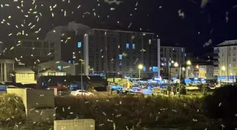 Ardahan'da sineklerin 'ölüm dansı' başladı