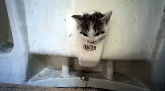 Büyük Kurtarma Operasyonu: Yavru Kedi, Lavabo Deliğinden İtfaiye Ekipleri Tarafından Kurtarıldı