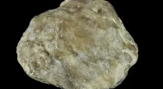 Avustralya'da 100 Milyon Yıllık Fosil İncisi Bulundu
