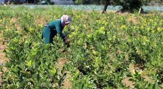 Bafra Ovası'nda Aronya Üretimi Artıyor