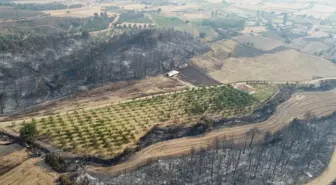 Gelibolu'daki Yangında Ceviz Bahçesi Zarar Görmedi