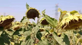 Konya Ovası Ayçiçek Üretiminde Öne Çıkıyor
