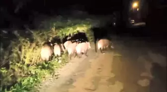 Ordu'da Aç Kalan Domuzlar Mahalleye İndi