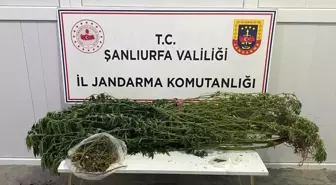 Şanlıurfa'da Uyuşturucu Operasyonu: 12 Zanlı Gözaltında