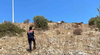 Kuşadası Dilek Yarımadası'nda Yaban Hayatı Denetimi Yapıldı