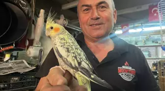 Kütahya'da Dede Mesleği ve Kuş Sevgisi: Mustafa Göktürk'ün Hikayesi