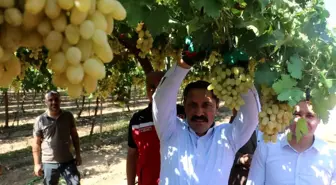 Hatay'da Üzüm Hasadı Başladı