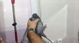 Batman'da Sıkışan Güvercin İtfaiye Ekipleri Tarafından Kurtarıldı