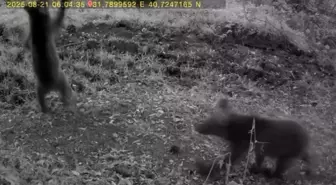 Bolu'da Bozayı ve Yavruları Fotokapana Yansıdı