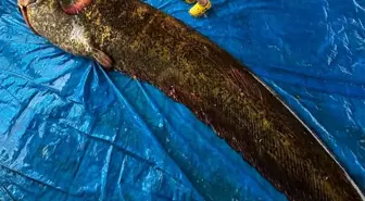 Manisa'da 114 Kilogram Ağırlığında Dev Yayın Balığı Yakalandı