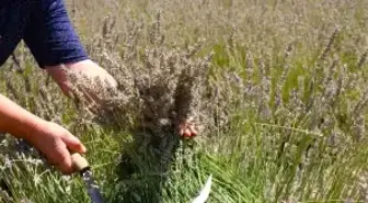 Eskişehir'de Ücretsiz Lavanta Hasadı Etkinliği Başladı